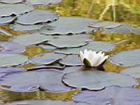 Nenuphar (01) (Photo F. Mrugala)